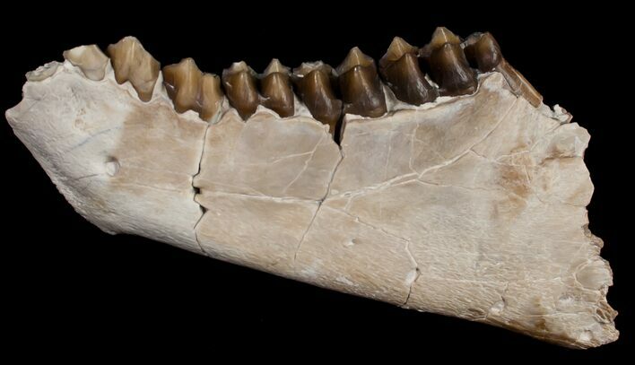 Oreodont (Merycoidodon) Jaw Section - South Dakota #10689
